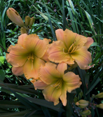 Peach Emerald